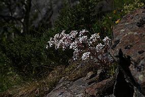 IMG_0749 En spesiell opplevelse å finne rikelig med Bergfrue i brattflågene som er sør-vendte. Denne fant jeg øverst i Steigskaret.