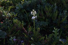 IMG_0753 En annen orkide, Vanlig Nattfiol, denne fant jeg på Hagbartholmen