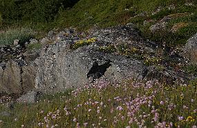 ssdfssfd Naturen lage sine egne blomsterhager, frodig er det over alt.