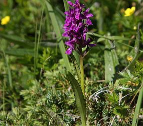 IMG_0825 Midt i myra nær Steigbergsleira fant jeg en flott orkide, Lappmarihand