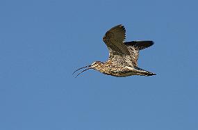 IMG_0882 Storspoven stressa rundt og passa på et kull med så vidt flygedyktige unger.