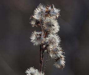 KlarForVinteren Avblomstra Gullris