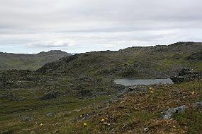 IMG_4738 Fjellsveve i forgrunnen, litt av Skinnfjellet i bakgrunnen