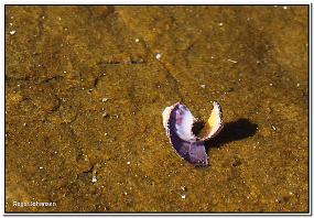 IMG_0392 Under vann - 1