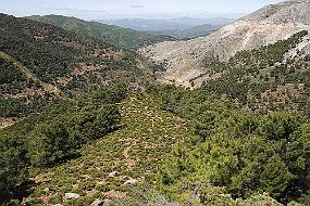 IMG_4631 Et sted i fjellet (over 1000 m.o.h) på vei til Ronda