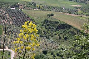 IMG_4675 Fra Ronda