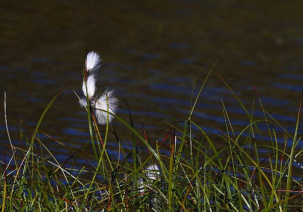 En tur i fjellet Lørdag 20.08.2011 gikk jeg en lang tur i fjellet østover fra Skjåholmen. Flott seinsommervær.